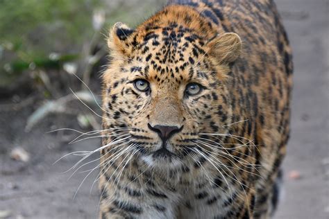 panthera pardus japonensis | China-Leopard in Hagenbeck, Ham… | Flickr