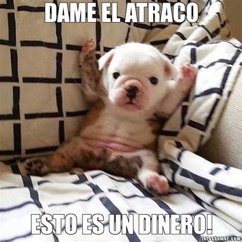 Memes de perros graciosos con chistes muy divertidos | Animales Hoy ...