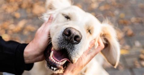 The Scientific Benefits of Petting Cats and Dogs