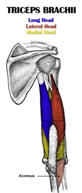 The Definitive Guide to Triceps Brachii Anatomy, Exercises & Rehab