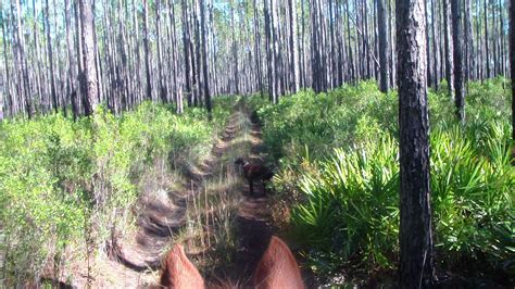 Monday, Nov. 23, 2015 – Ride Day in Osceola National Forest