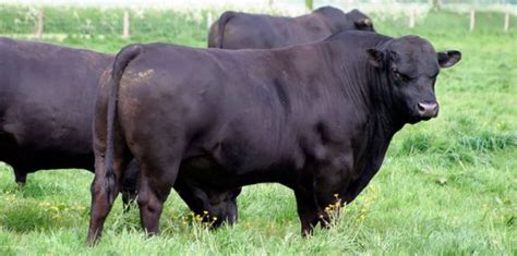 Angus cattle breed – Healthy Food Near Me