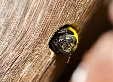 Getting Rid of Carpenter Bees - Bob Vila