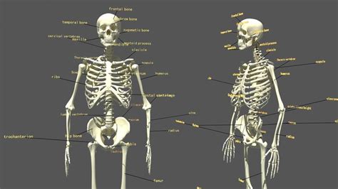 named Human skeleton #Human#named#skeleton#Humanoids | Human skeleton 3d, Human skeleton ...