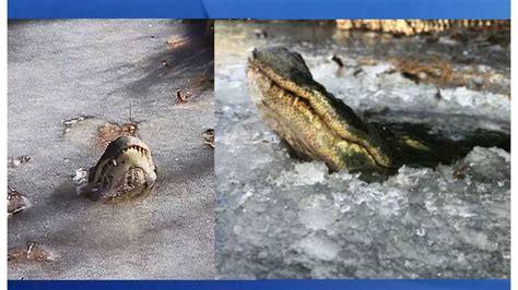 Alligators freeze in NC swamp with noses above ice