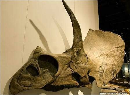 This is the skull of an eotriceratops. Its skull alone was 3 metres long (9.8 feet). This ...