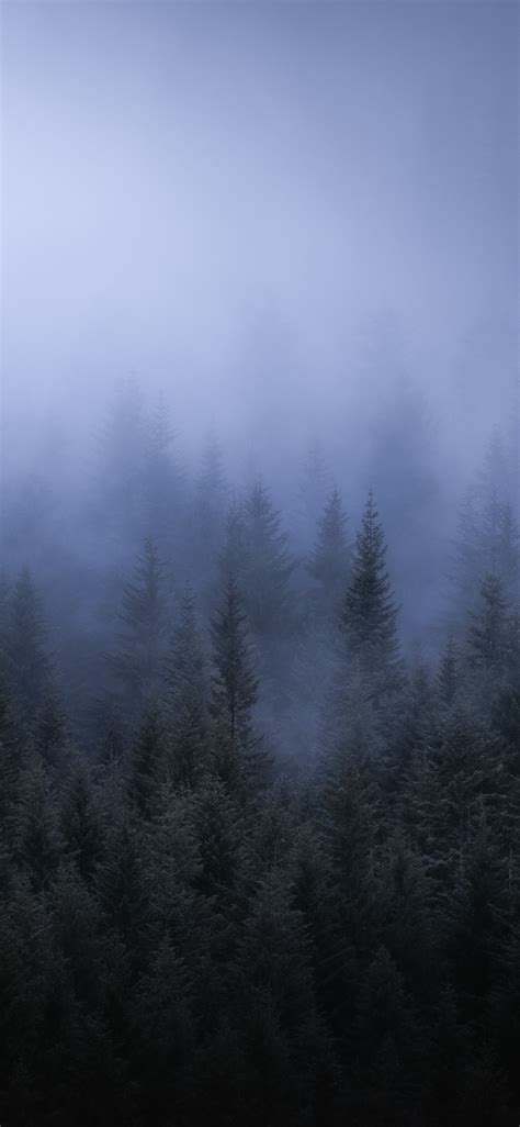 Foggy Forest Wallpaper 4K Iphone - Goimages This