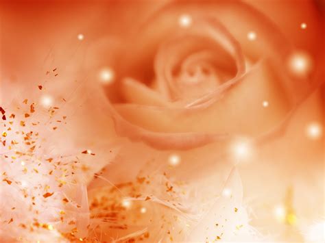 Awesome Orange Roses - Roses Wallpaper (34611169) - Fanpop