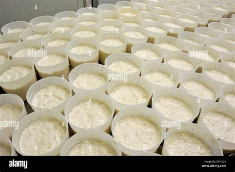 Chatillon-sur-Cher (central France): goat's cheese making at the “Palais du p'tit chevre” cheese ...