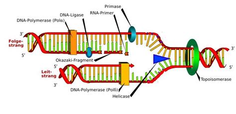 DNA and RNA replication