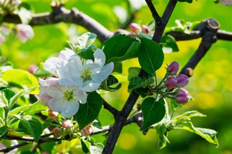 Apple Tree in Bloom stock image. Image of close, apple - 114864269