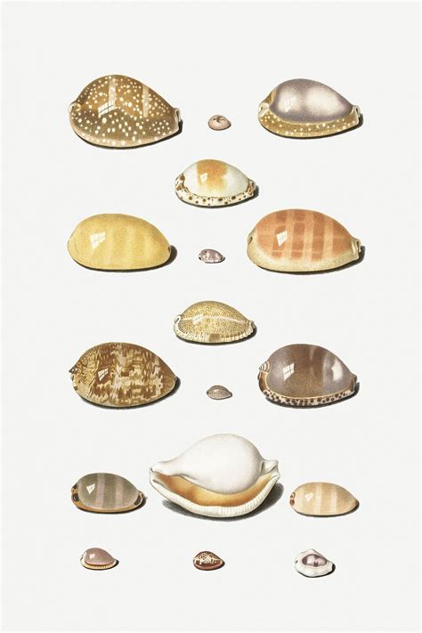 Vintage cowry shell collection illustration | Premium PSD - rawpixel