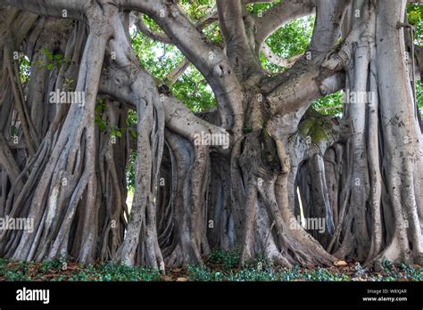 Banyan tree hi-res stock photography and images - Alamy