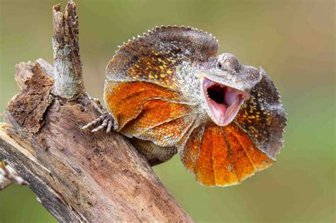 Frilled Lizard (Chlamydosaurus Kingii) - Lifestyle, Diet, and More