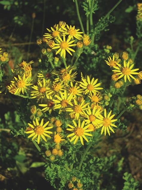 Tansy Ragwort | ISCMV