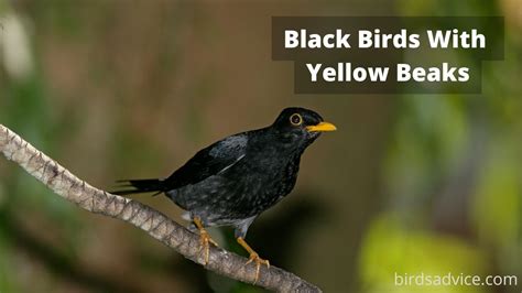 9 Black Birds With Yellow Beaks (Inc. Awesome Photos)