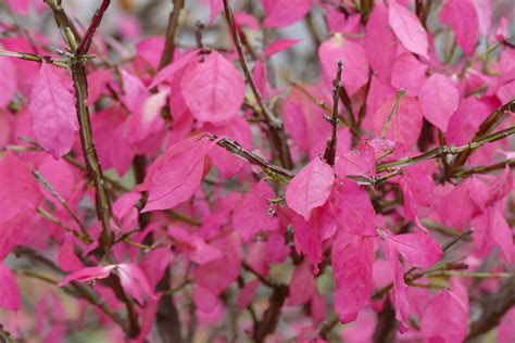 Isabel Ross: Tree With Pink Flowers And Red Leaves - Pink Flowering Dogwood - The flower blooms ...