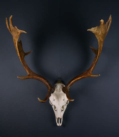 Fallow Deer Skull and Antlers for sale - Archive - Antlers Horns and ...