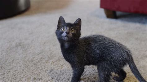 10 Things You Didn't Know About Lykoi Cats