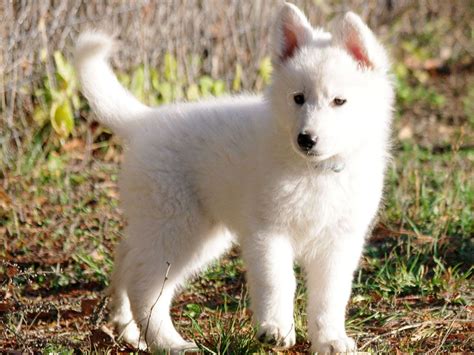 White Swiss Shepherd Dog Puppies For Sale | Euro Puppy | White swiss shepherd, Cute dogs ...