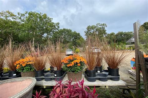 ORNAMENTAL GRASSES FOR FALL COLOR — Vineyard Gardens