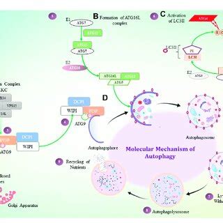 Molecular mechanism of autophagy. (A) Under stressful conditions, mTOR... | Download Scientific ...