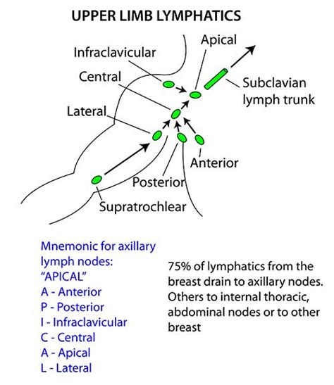 Axillary Lymph Nodes Groups