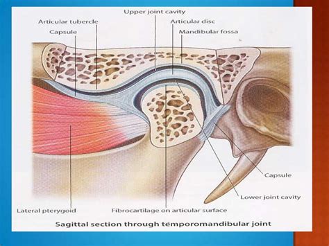 anatomy of TMJ