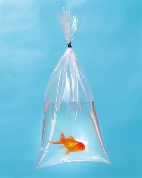 GOLDFISH IN A BAG — Travis Mitzel