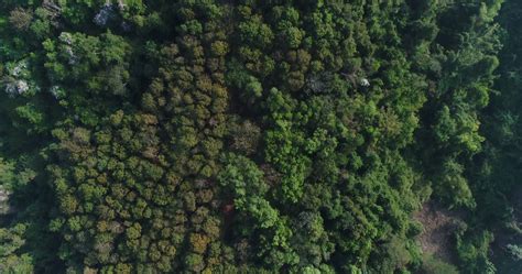 Forest Aerial View Stock Video Footage for Free Download