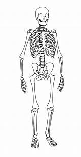 Skeleton Coloring Pages To Print Sketch Coloring Page sketch template