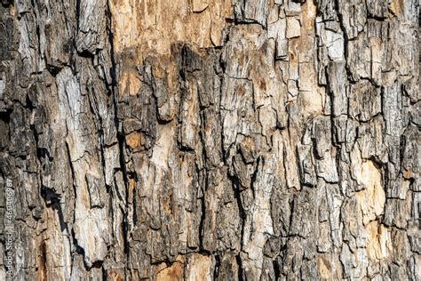 Detail of oak tree bark Stock Photo | Adobe Stock