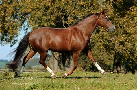 chestnut (with very dark mane and tail) - Austrian Warmblood mare Lady | Warmblood, Horses, Chestnut