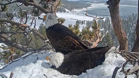 Jackie and Shadow / Big Bear Bald Eagle Live Cam: Image Gallery (Sorted ...