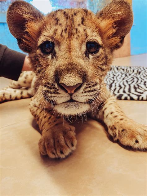 baby liger : r/aww