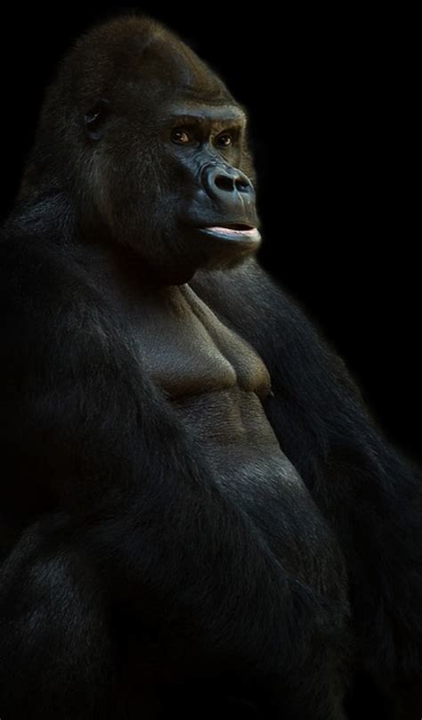 Aplicación silverback gorilla Wallpaper -- HD Wallpapers of silverback ...