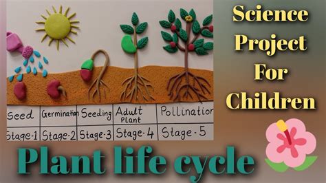 Life Cycle Of Plant Project