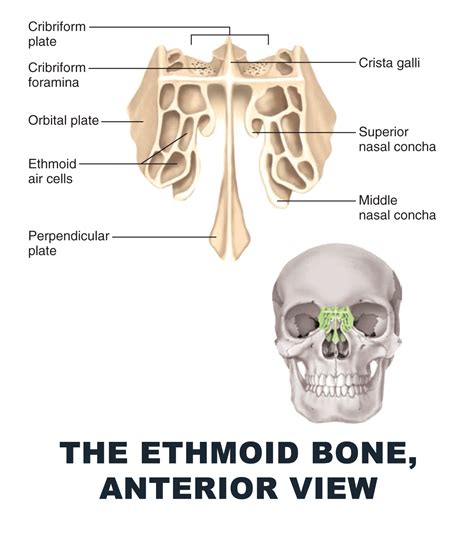 76 Best Of Where Are The Ethmoid Air Cells - insectza