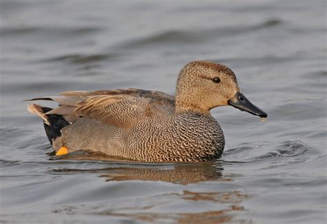 Bill's Birding: Last of the Gadwall