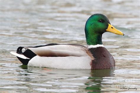 Male Mallard Duck | Mallard, Tips and Galleries