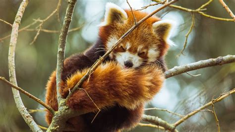 Red Panda Fact Sheet | Blog | Nature | PBS