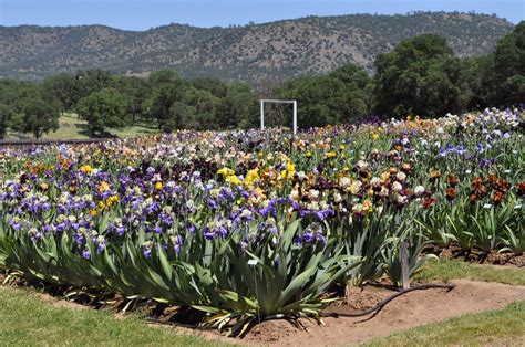 World of Irises: Swing Into Spring With Iris Garden Visits