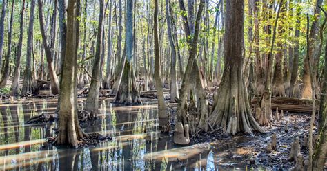 congaree national park Archives – Earth Trekkers