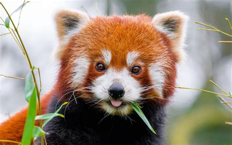 Panda rojo comiendo Fondo de pantalla 4k HD ID:10603