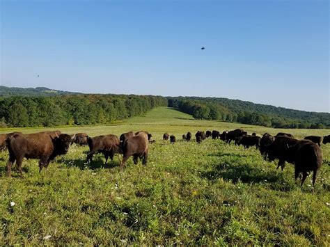 Maple Ridge Bison Ranch Is Best Bison Farm Near Buffalo