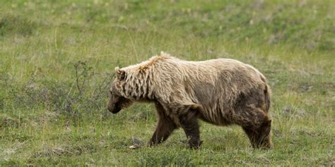 Alaska Wildlife Tour (9 Days) - Alaska Outdoors