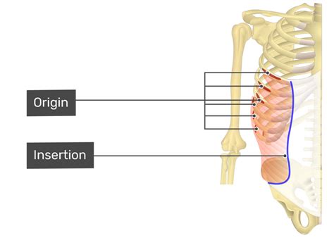 Internal Oblique Origin And Insertion