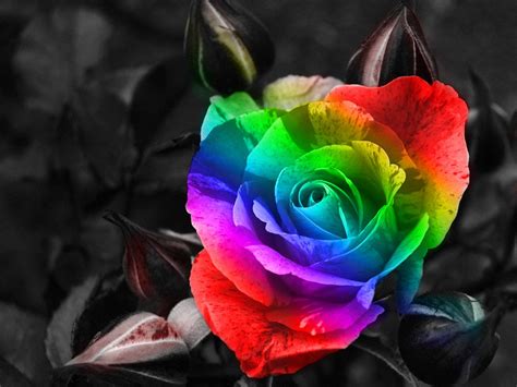 Rainbow Flower wallpaper | 1600x1200 | #3424