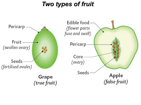 Seeds and Fruits: Concepts, Development of a Fruit and Solved Example