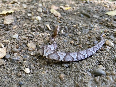 Stunning juvenile copperhead! : r/herpetology